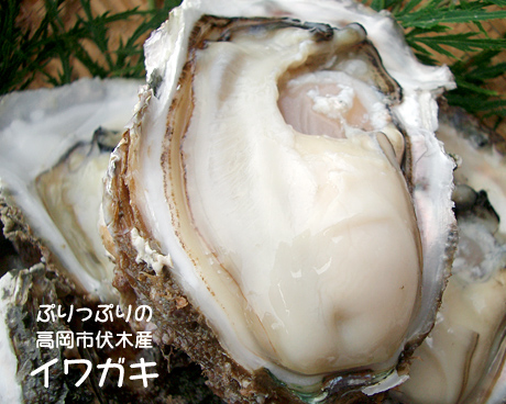 高岡市伏木産のイワガキ